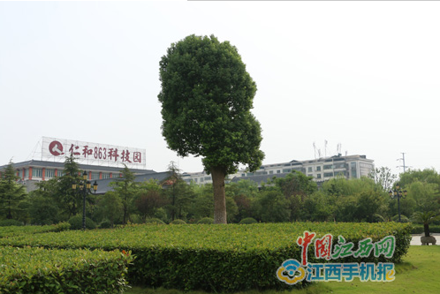网媒记者探秘“樟帮国药”的炮制古法